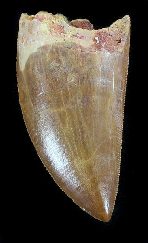 Serrated, Carcharodontosaurus Tooth #37430